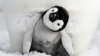 L'Empereur - Bande-annonce L'Empereur - Bande-annonce